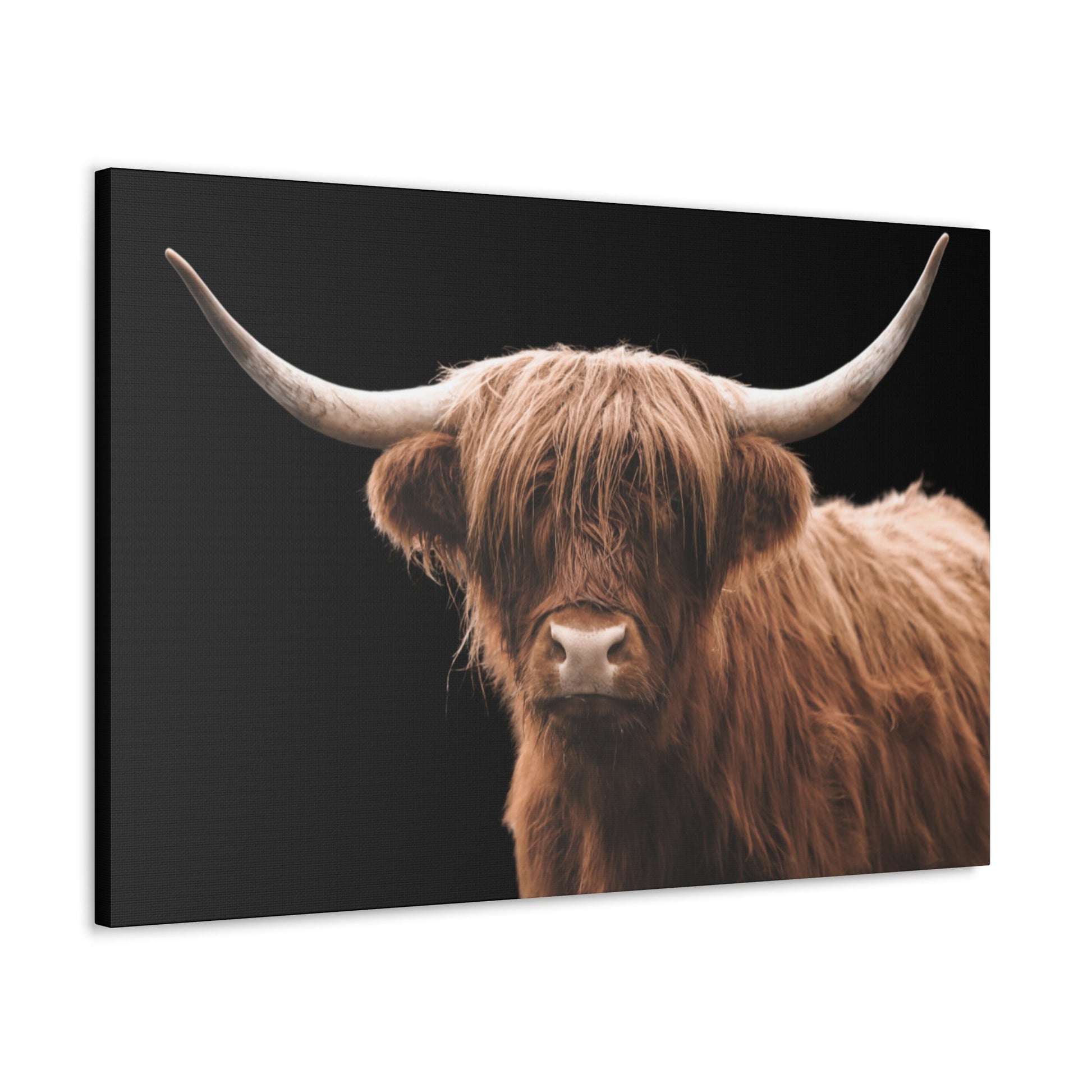 Canvas Gallery Wrap Highland Cattle Wall Art - SmorgeousByGina