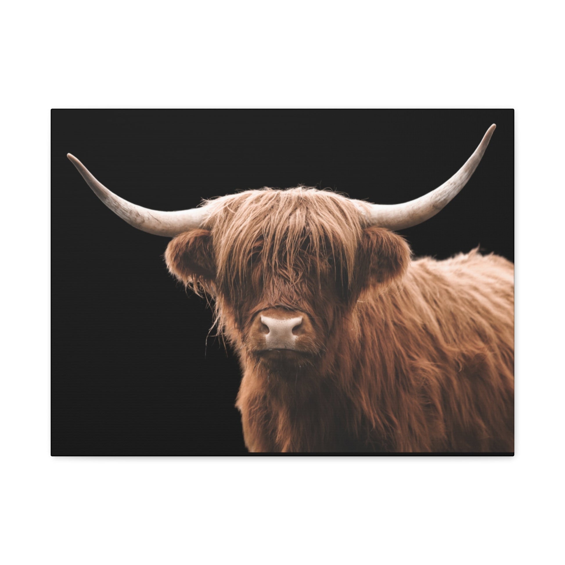 Canvas Gallery Wrap Highland Cattle Wall Art - SmorgeousByGina