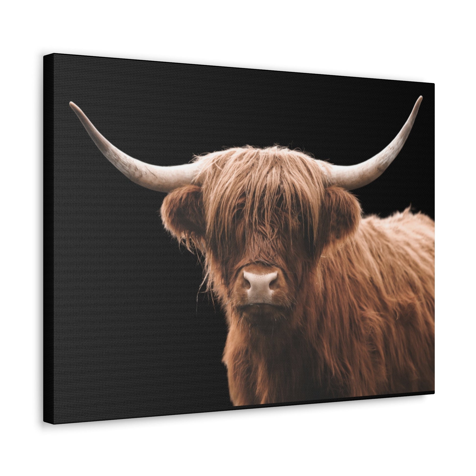 Canvas Gallery Wrap Highland Cattle Wall Art - SmorgeousByGina