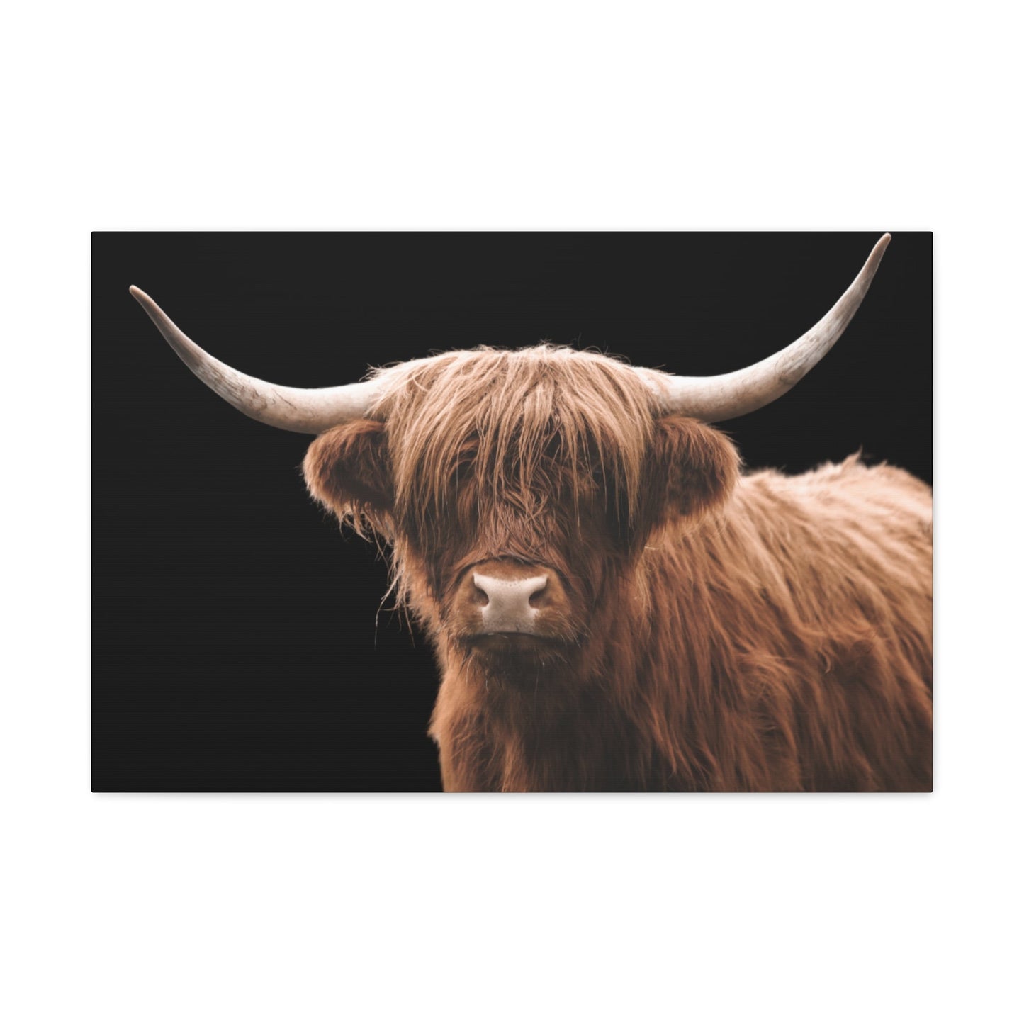 Canvas Gallery Wrap Highland Cattle Wall Art - SmorgeousByGina