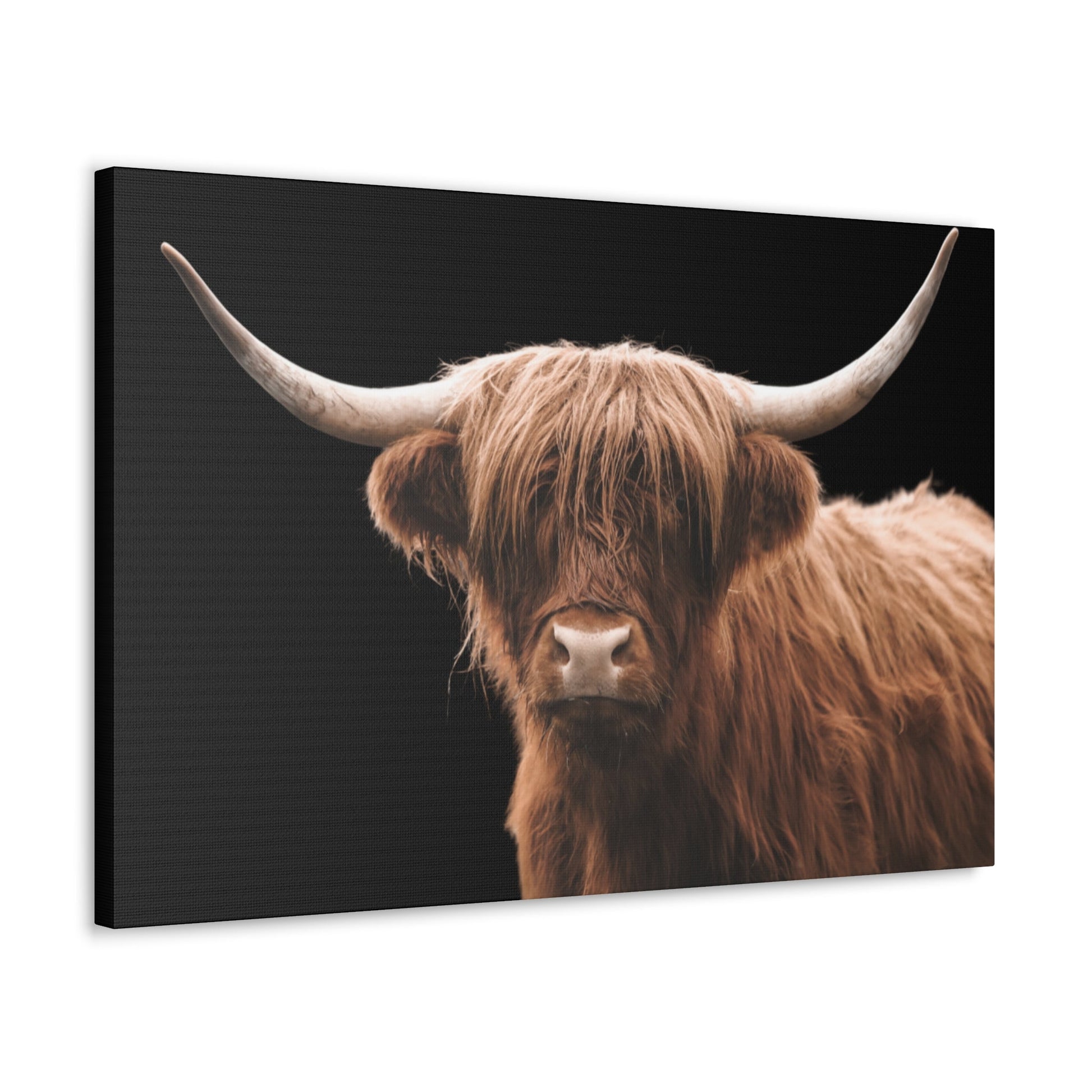 Canvas Gallery Wrap Highland Cattle Wall Art - SmorgeousByGina
