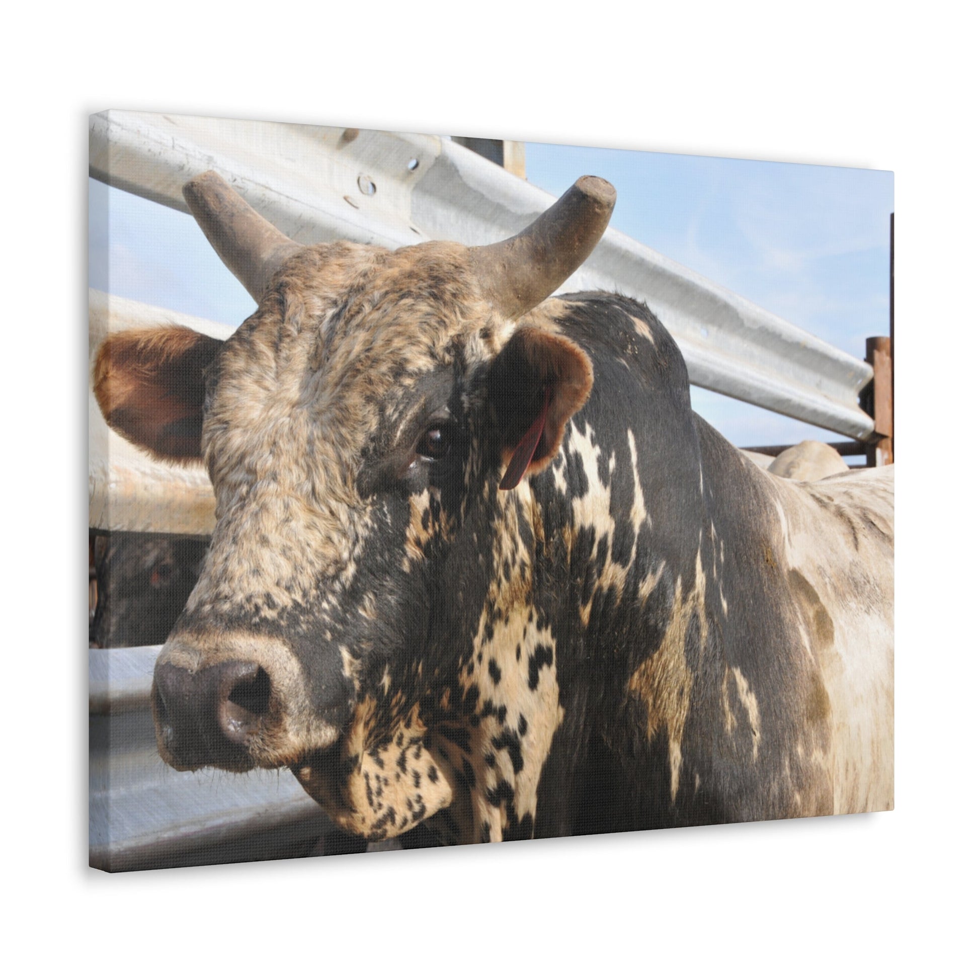 Rodeo Bull Canvas - SmorgeousByGina