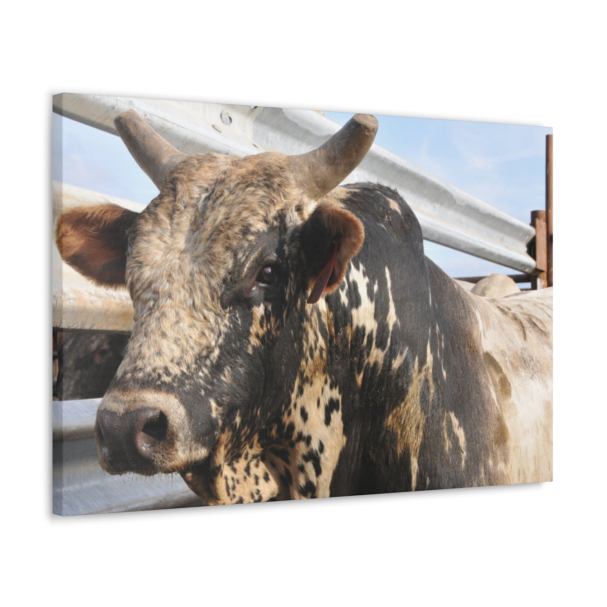 Rodeo Bull Canvas - SmorgeousByGina