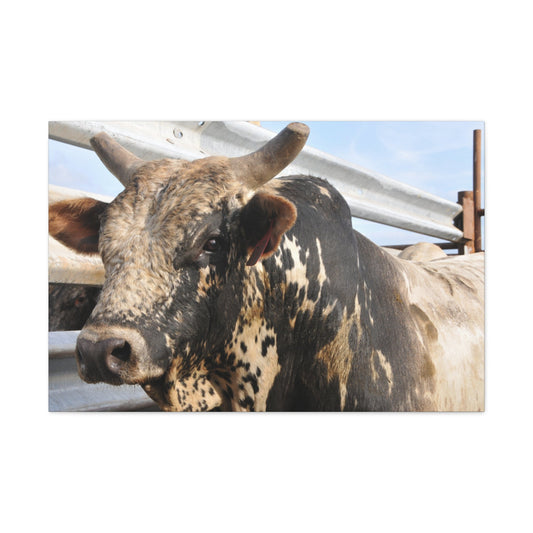 Rodeo Bull Canvas - SmorgeousByGina